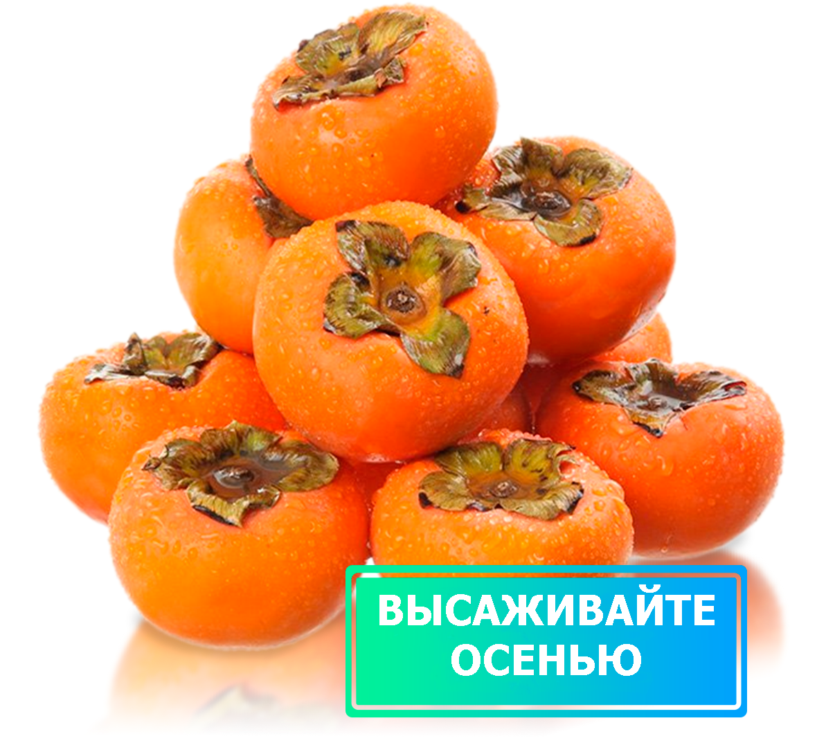 Заголовок