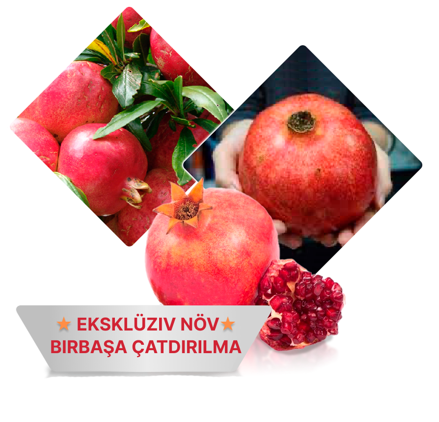 Заголовок