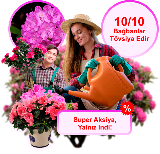 Заголовок