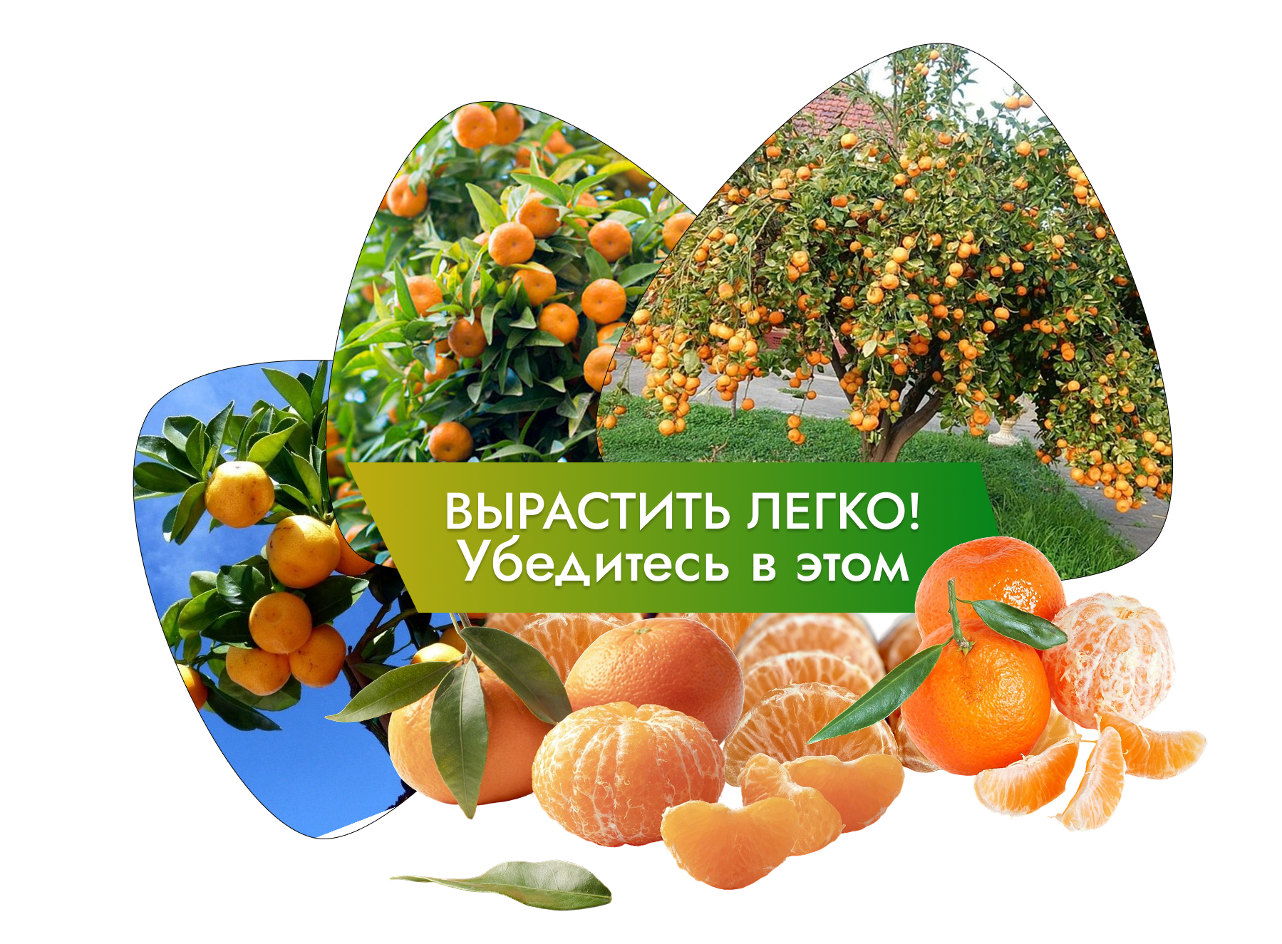 Заголовок