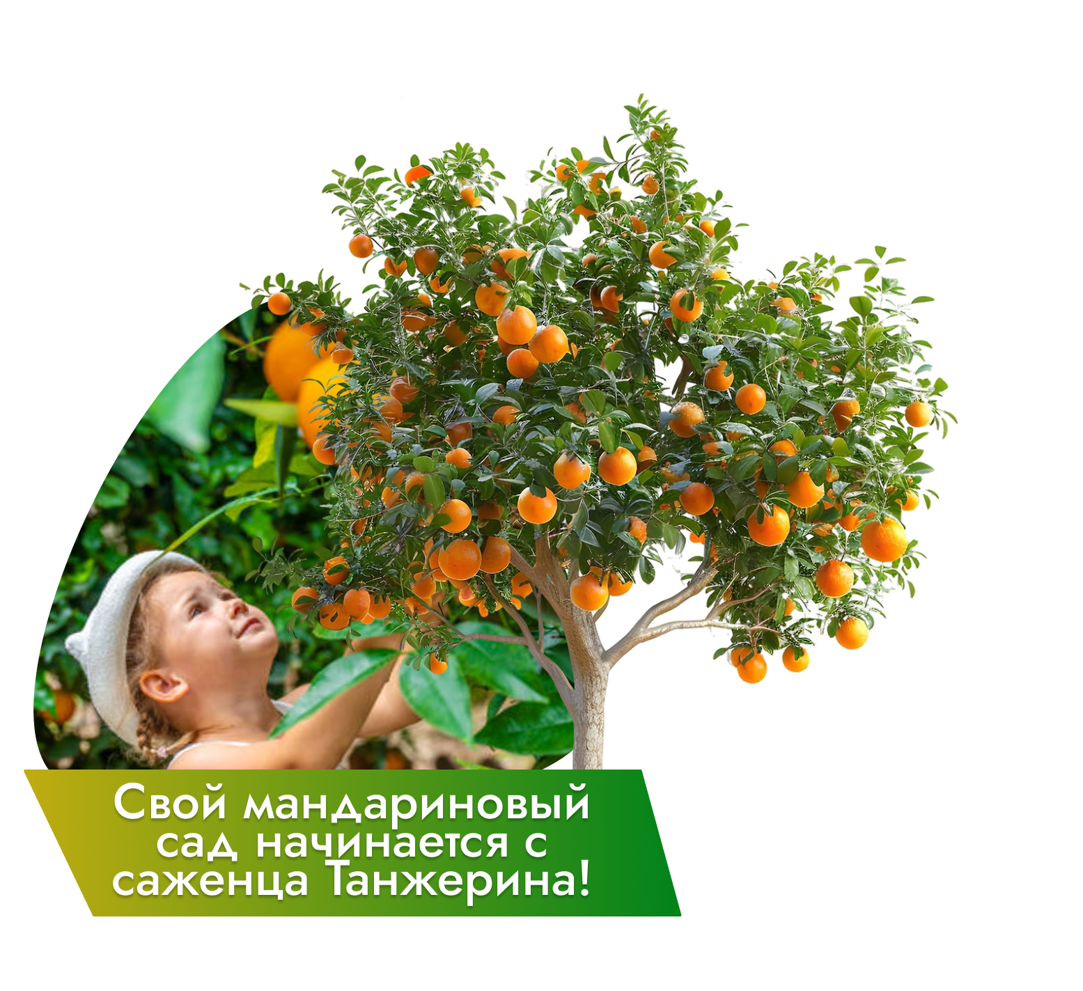 Заголовок