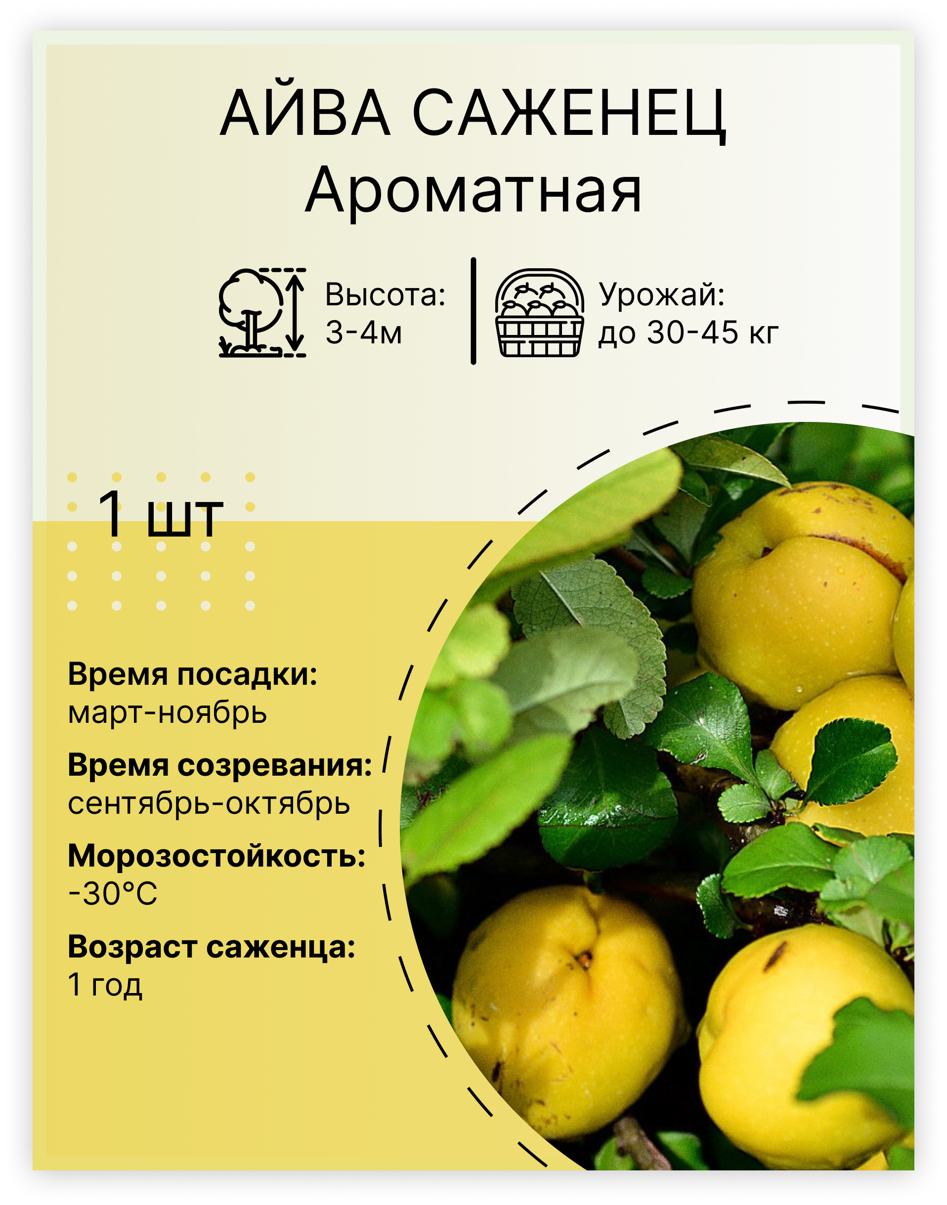  Айва «Ароматная»