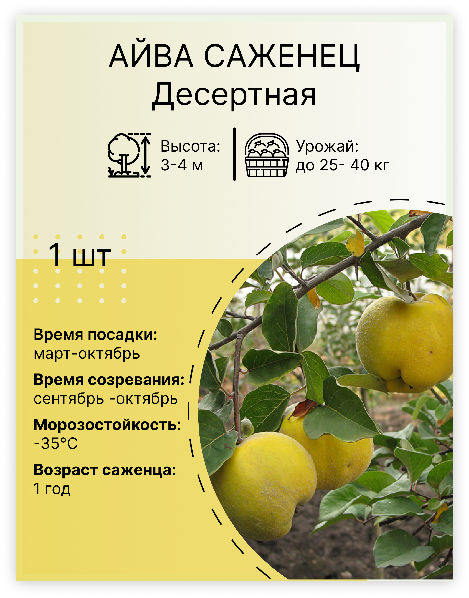  Айва «Десертная»