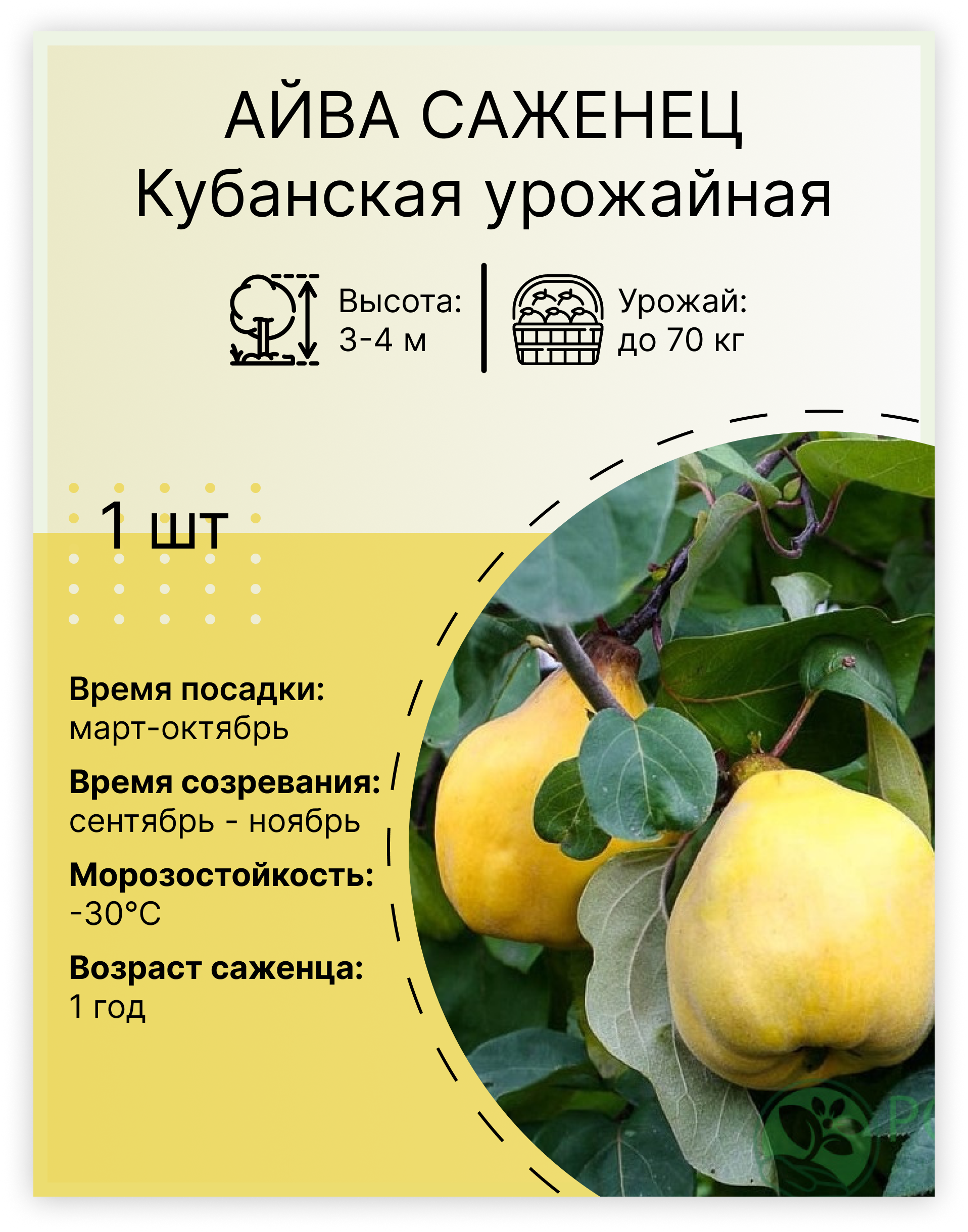 Айва «Кубанская Урожайная»