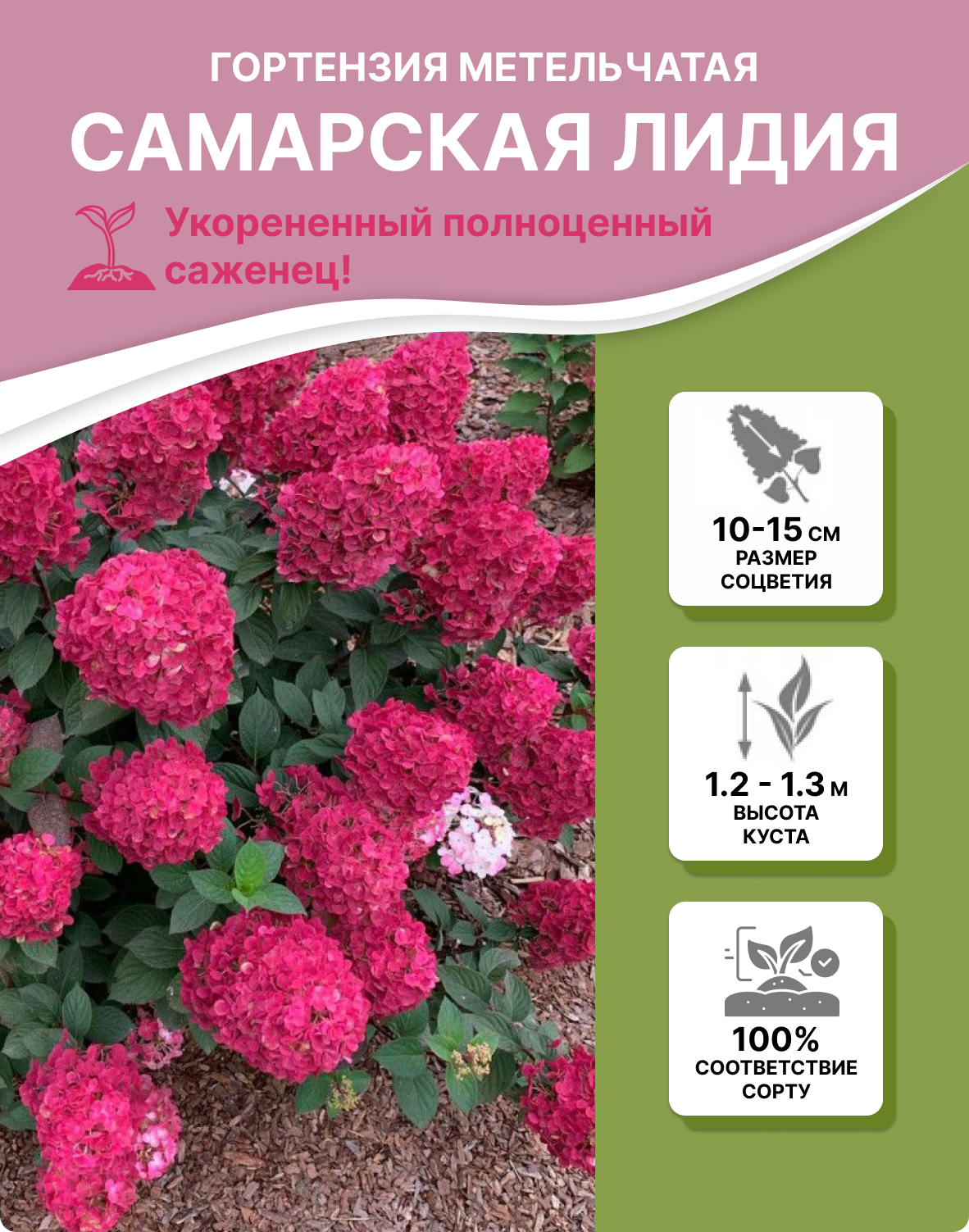 Заголовок