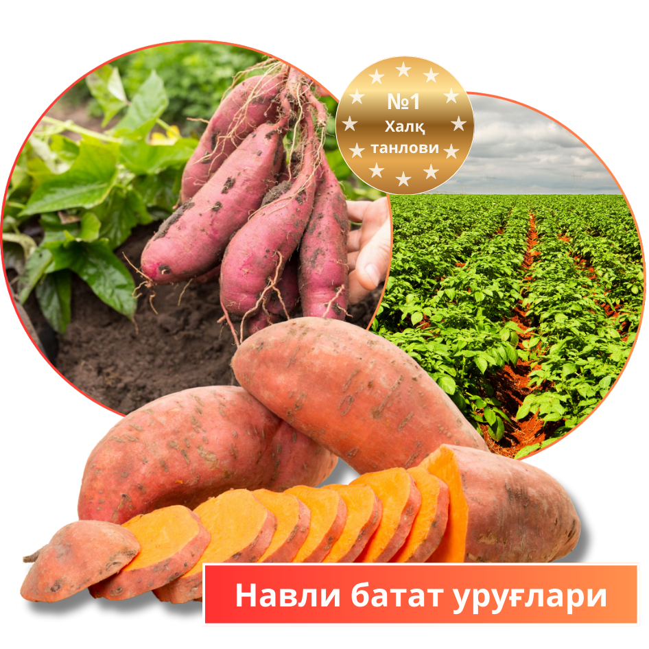 Заголовок