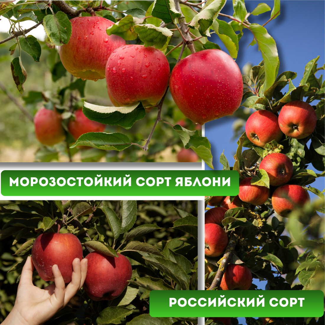 Заголовок