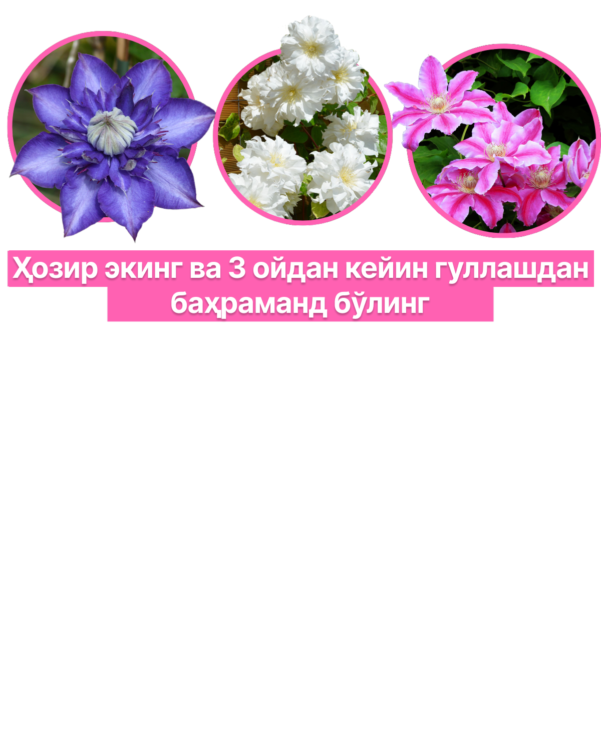 Image title